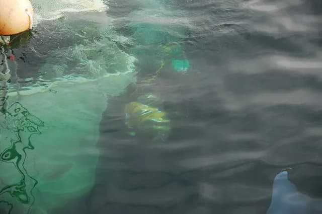 Underwater Photography & Videography